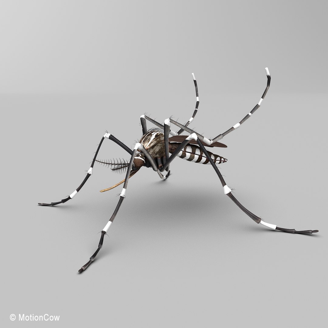 3d model mosquito rigged blood https://p.turbosquid.com/ts-thumb/49/krwHz7/htvxZRnd/mosquito_d/jpg/1329279085/1920x1080/fit_q87/80d9eb7d6b7a2c6f2a55b5bced5ad664d5990c0c/mosquito_d.jpg