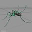 Mosquito