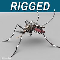 Mosquito