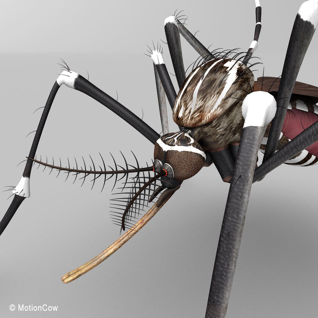 3d Model Mosquito Rigged Blood