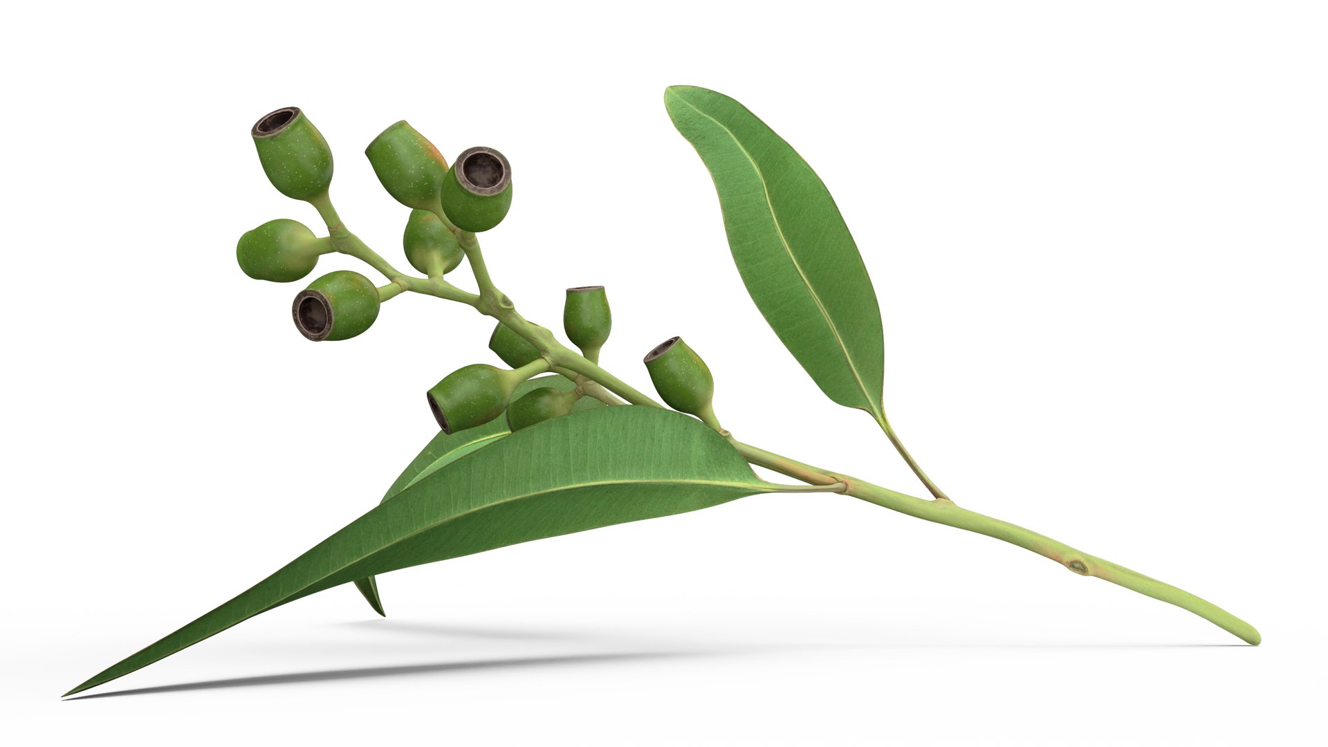 Eucalyptus Stem with Leaves and Seed Pods 3D model preview