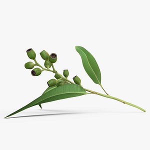 Eucalyptus Stem with Leaves and Seed Pods 3D model
