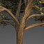 Maple Tree