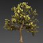 Maple Tree