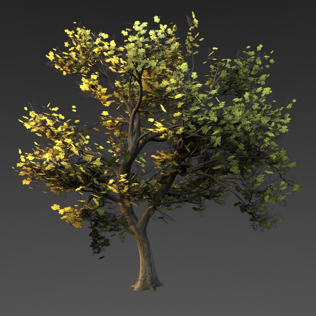 maple tree 3d model https://p.turbosquid.com/ts-thumb/49/wwVEPo/LzyVHl1l/mapletree03/jpg/1413934961/1920x1080/fit_q87/408c65f171b835750ece72935383c69f74c672c6/mapletree03.jpg