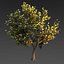 Maple Tree