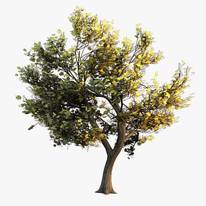 maple tree 3d model