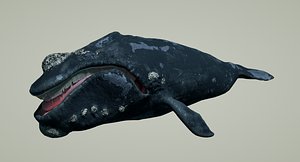 right whale animation 3D