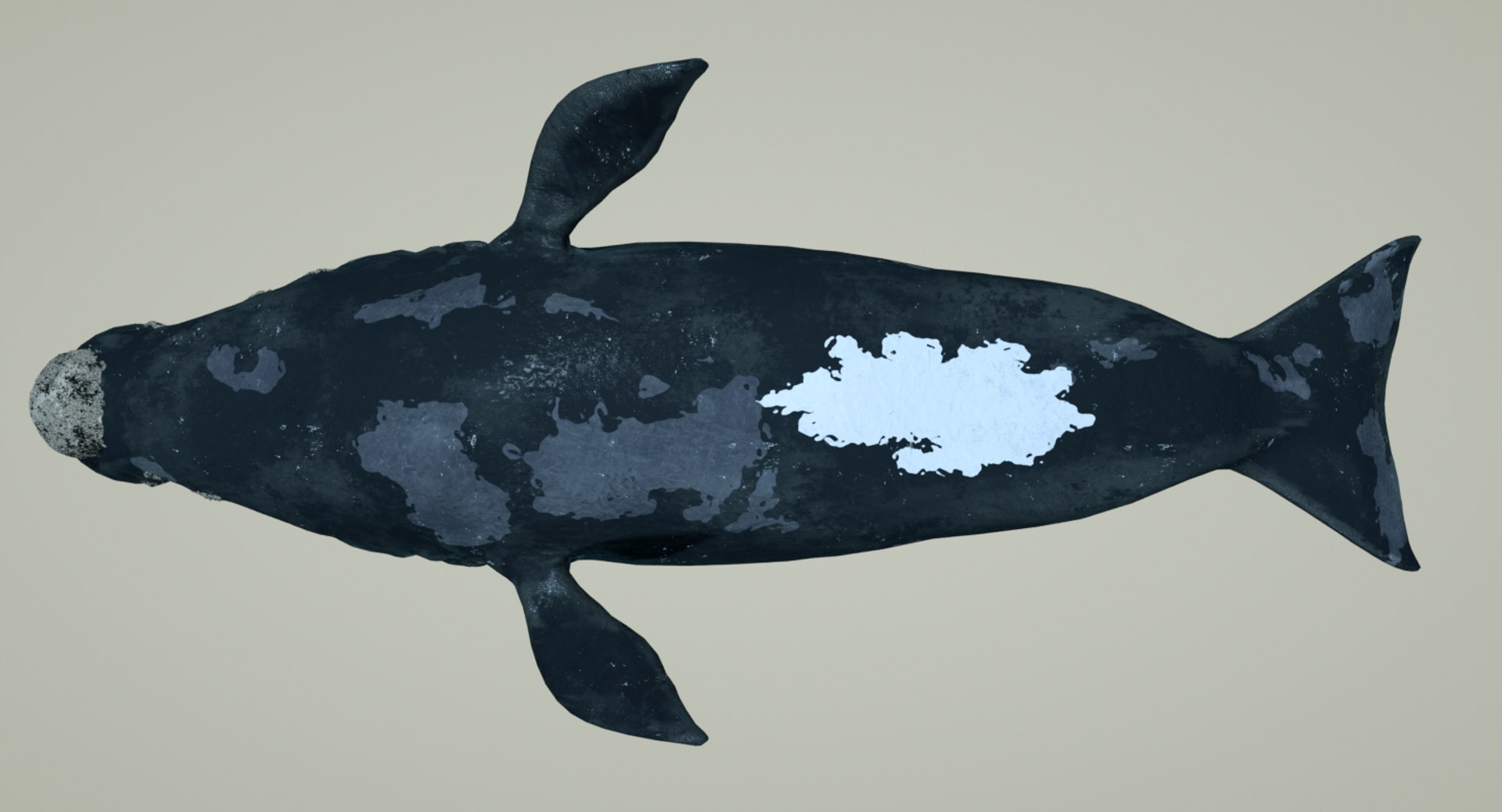 right whale animation 3D https://p.turbosquid.com/ts-thumb/49/xGeZQY/DdT8VCjG/rightwhaleviewbottom0001/png/1544055996/1920x1080/fit_q87/6ce71f3132b6ee6e5229d69c6b92990d30c9b56b/rightwhaleviewbottom0001.jpg
