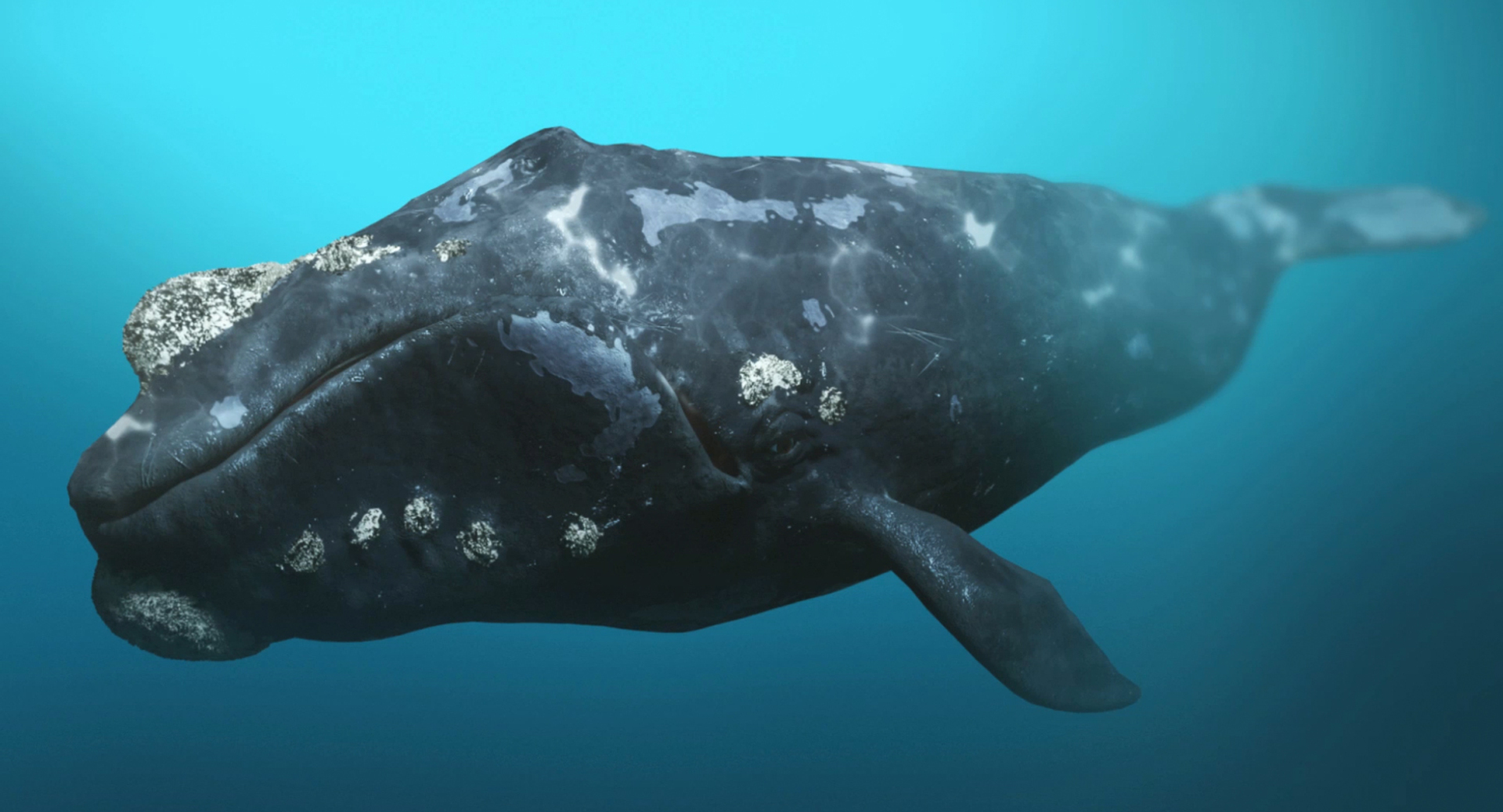 right whale animation 3D https://p.turbosquid.com/ts-thumb/49/xGeZQY/c9a787fA/rightwhaleexample/jpg/1544057014/1920x1080/turn_fit_q99/0c3a0eb51b5b6145d74ed02ce2f457fc474d9430/rightwhaleexample-1.jpg