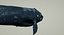 Right Whale