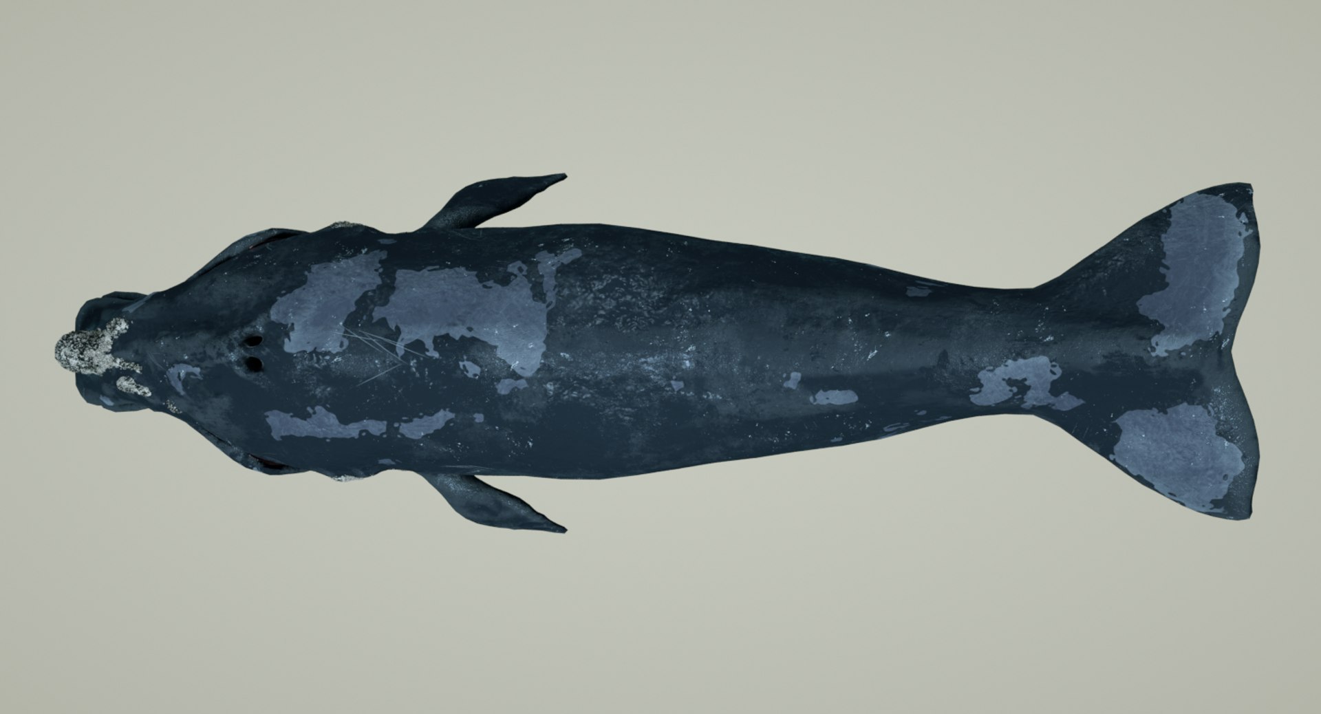 right whale animation 3D https://p.turbosquid.com/ts-thumb/49/xGeZQY/oYOXx4PL/rightwhaleviewtop0001/png/1544055919/1920x1080/fit_q87/41f2c090d72f23187354cbbec4a88d92fdafb7c5/rightwhaleviewtop0001.jpg