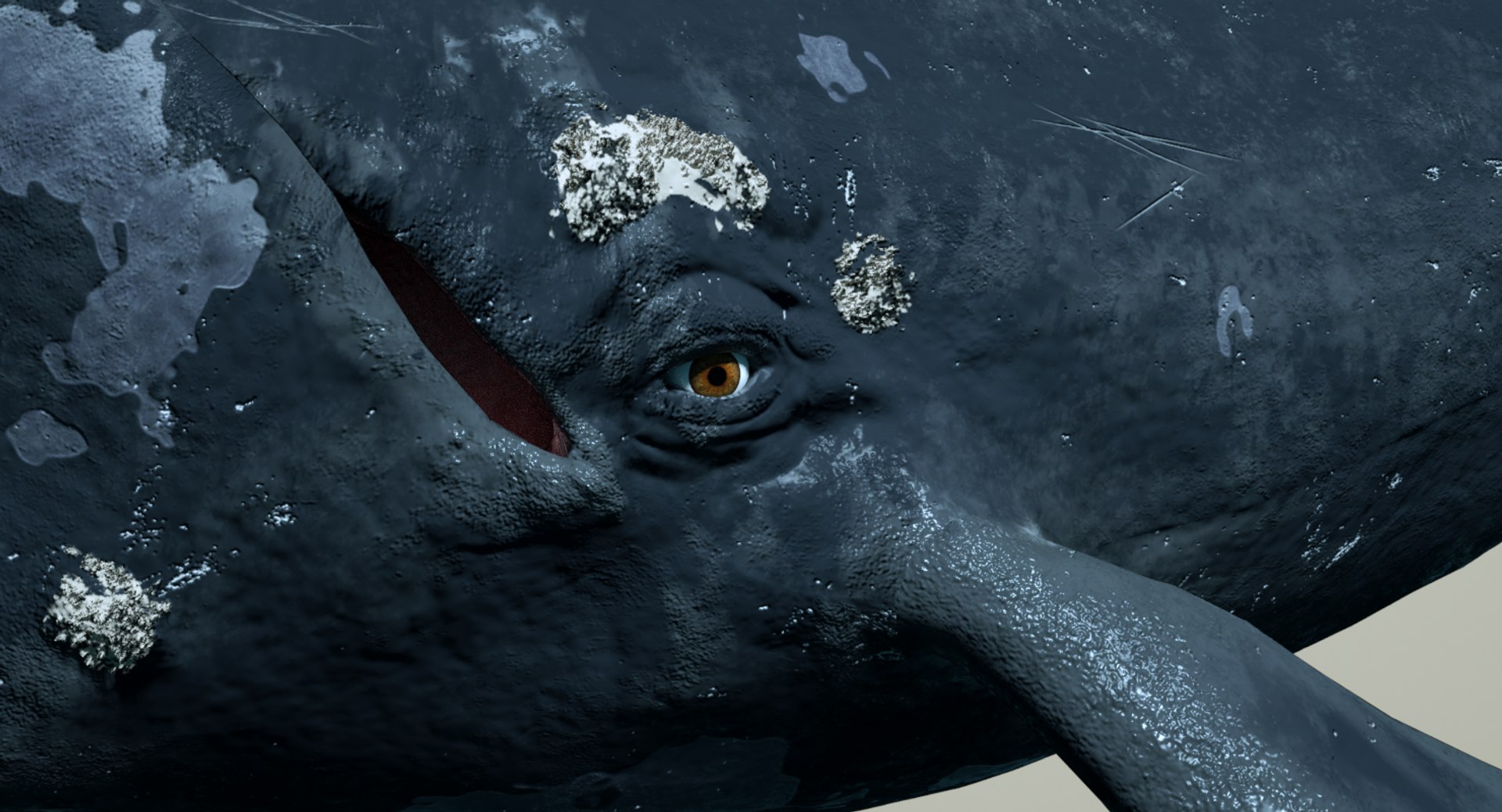 right whale animation 3D https://p.turbosquid.com/ts-thumb/49/xGeZQY/ptZR4fU7/rightwhalevieweye0001/png/1544056023/1920x1080/fit_q87/a9a1d7bfac7721fc7b0548665005774d67960814/rightwhalevieweye0001.jpg