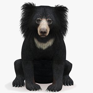 3D bear rigged sloth model