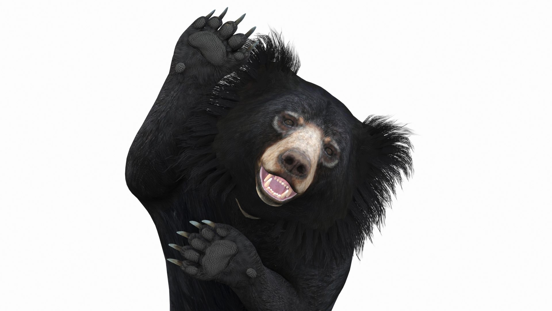 3D bear rigged sloth model https://p.turbosquid.com/ts-thumb/49/xjCoob/gkTPvgfE/sloth_bear10/jpg/1603137175/1920x1080/fit_q87/e286df263a8b69f5631abb182d7273f24fae62ff/sloth_bear10.jpg