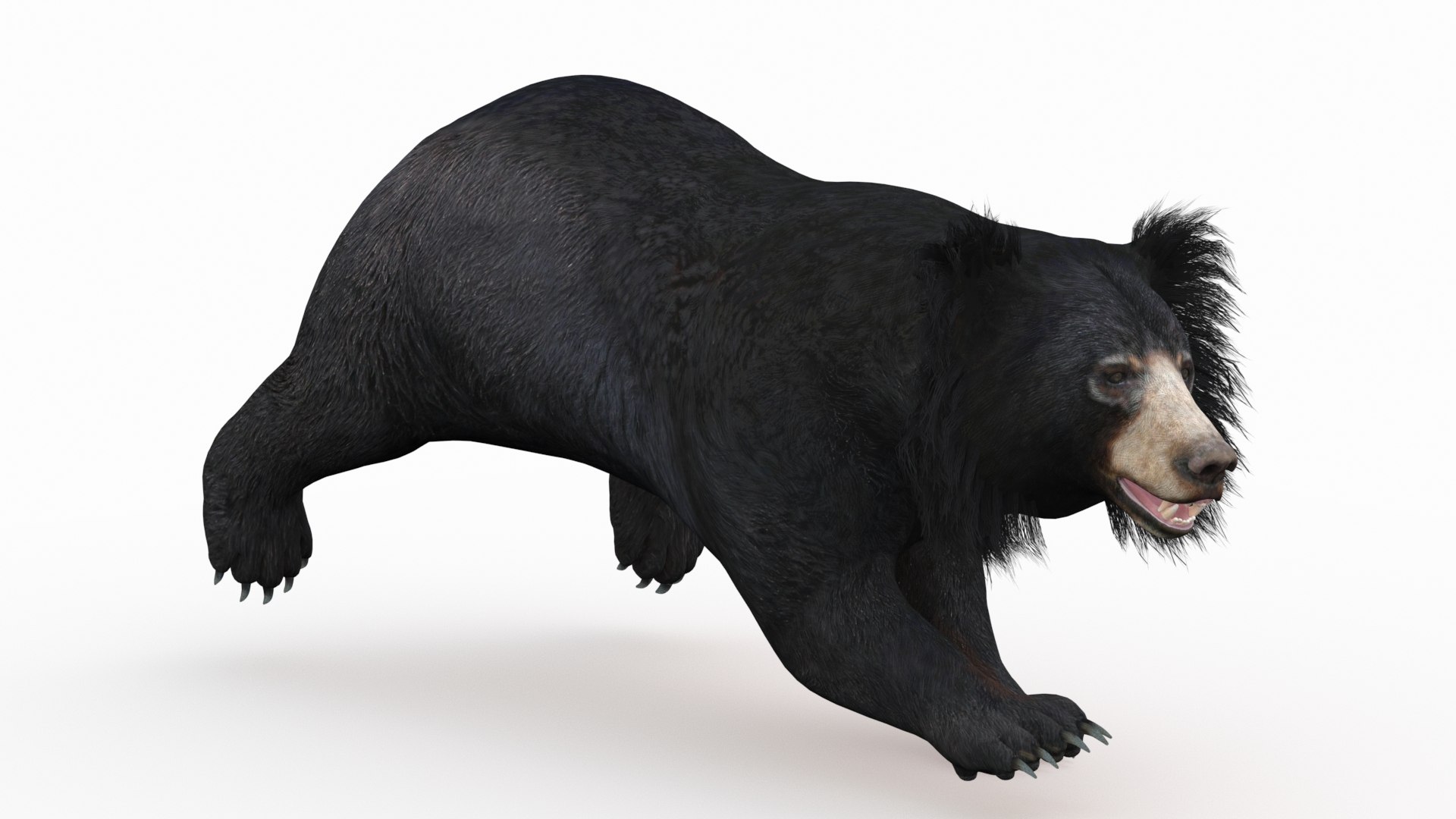 3D bear rigged sloth model https://p.turbosquid.com/ts-thumb/49/xjCoob/jvCGVUvt/sloth_bear07/jpg/1603137181/1920x1080/fit_q87/8f5c6558f959a35e8e5c41650e5497ca191dd6df/sloth_bear07.jpg