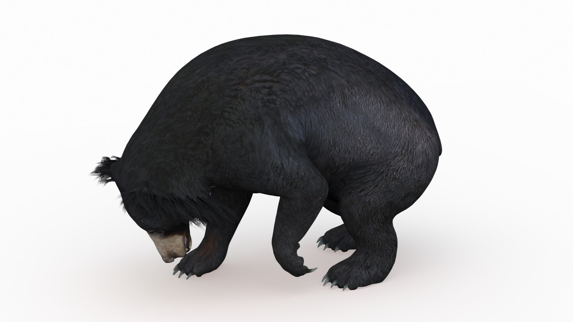 3D bear rigged sloth model https://p.turbosquid.com/ts-thumb/49/xjCoob/rCr4x3sv/sloth_bear03/jpg/1603137174/1920x1080/fit_q87/e69327425cc1fca478c5d261e0b8a9b6f72b8acb/sloth_bear03.jpg