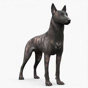 Dog Dutch Shepherd