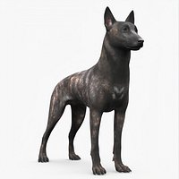 Dog Dutch Shepherd