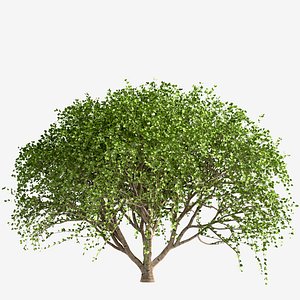 3D Set of Weeping White Mulberry or Morus Pendula Trees - 2 Trees model