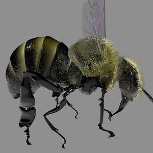 c4d honey bee