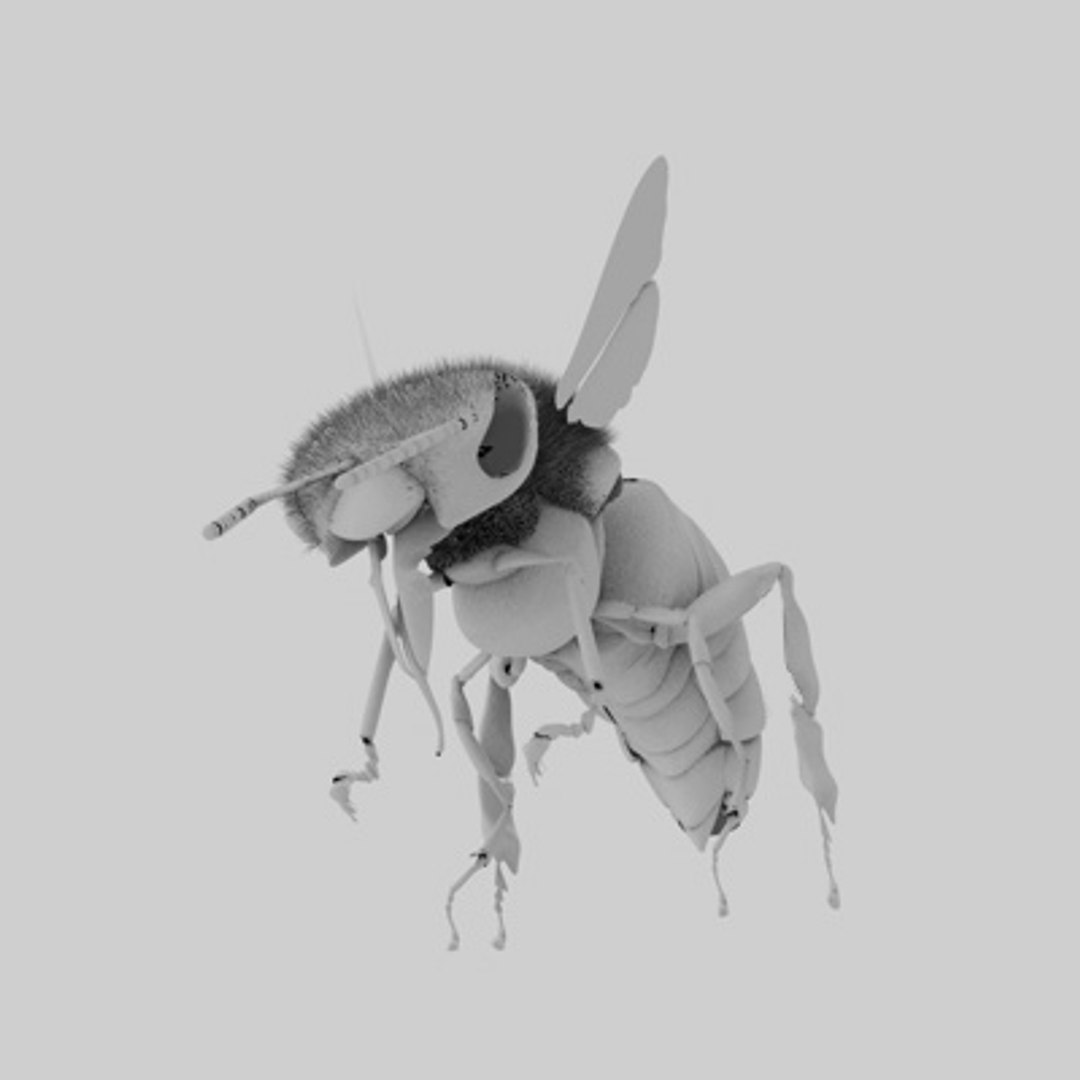 c4d honey bee https://p.turbosquid.com/ts-thumb/4A/0fKS7y/SzOOTwqz/bee_8/jpg/1158356124/1920x1080/fit_q87/2ffc2fc87cad9f9e1102a33c4ee2e04b77bd451e/bee_8.jpg