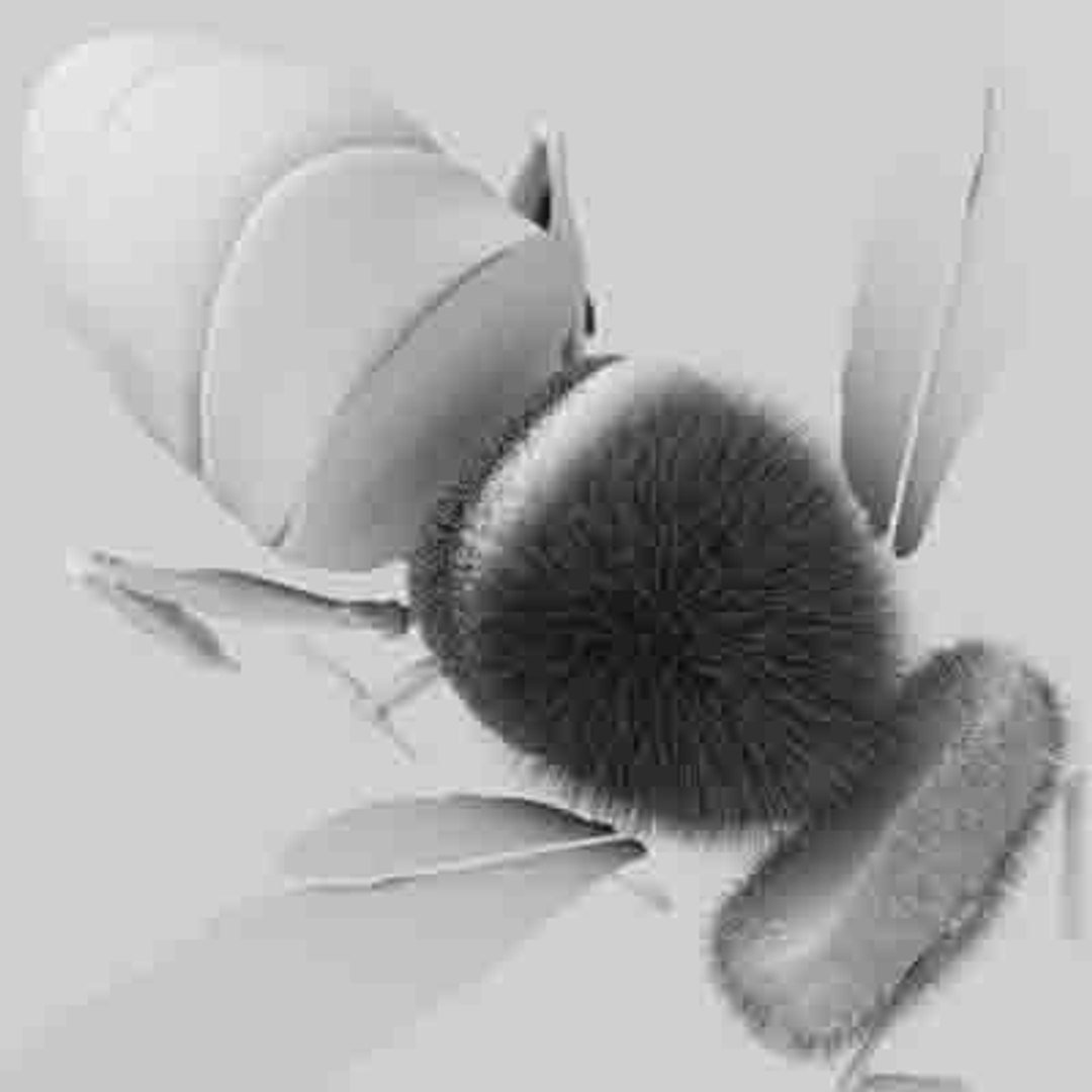 c4d honey bee https://p.turbosquid.com/ts-thumb/4A/0fKS7y/sijgvn64/bee_11/jpg/1158355961/1920x1080/fit_q87/8baf2fd3b881308fdf5ecef0f9429f4214def4c1/bee_11.jpg
