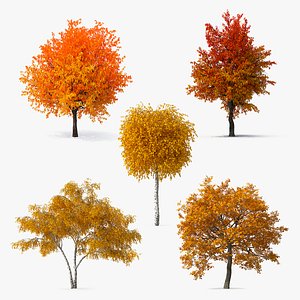 Autumn Yellow Trees Collection 2 3D