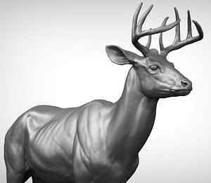 White-tailed Deer - Virginia Deer