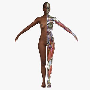 Ultimate Complete African American Anatomy