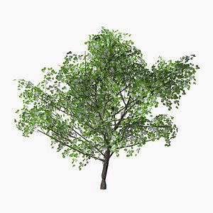 pear flowers 3D model