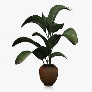 banana house plant 3d max