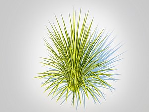 Acorus gramineus Oborozuki - Sweet Flag 3D model