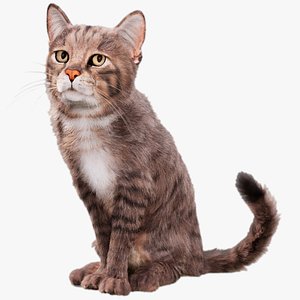 3D model Cat Grey Tabby Animated UNREAL project