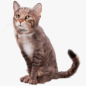 Cat Grey Tabby Animated UNREAL project