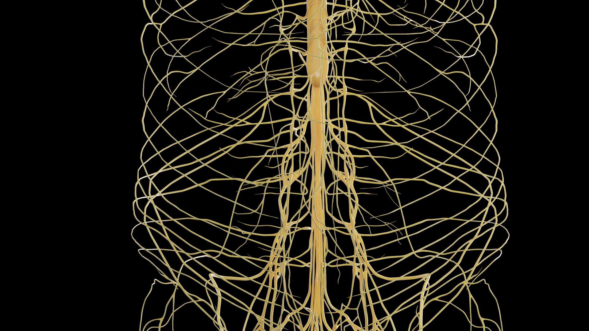 Human Male Body and Nervous System Static model https://p.turbosquid.com/ts-thumb/4A/gPvCBh/37/male_nervous0014/jpg/1680701810/1920x1080/fit_q87/b3790966360ab8a54260b22f781ede0ff7a9c017/male_nervous0014.jpg