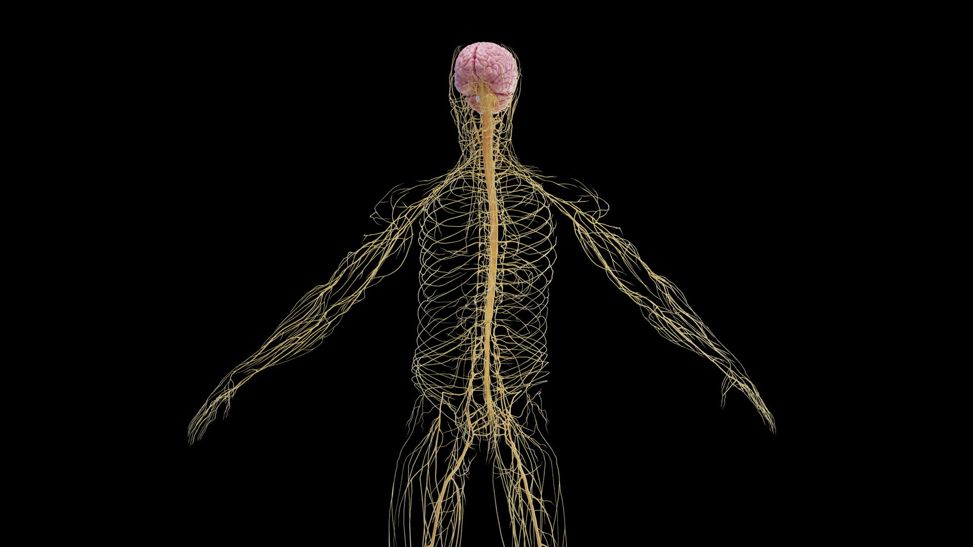 Human Male Body and Nervous System Static model https://p.turbosquid.com/ts-thumb/4A/gPvCBh/7a/male_nervous0004/jpg/1680701813/1920x1080/fit_q87/82c8a4d94f0681b4b6d8dd1f8355537d8d999795/male_nervous0004.jpg