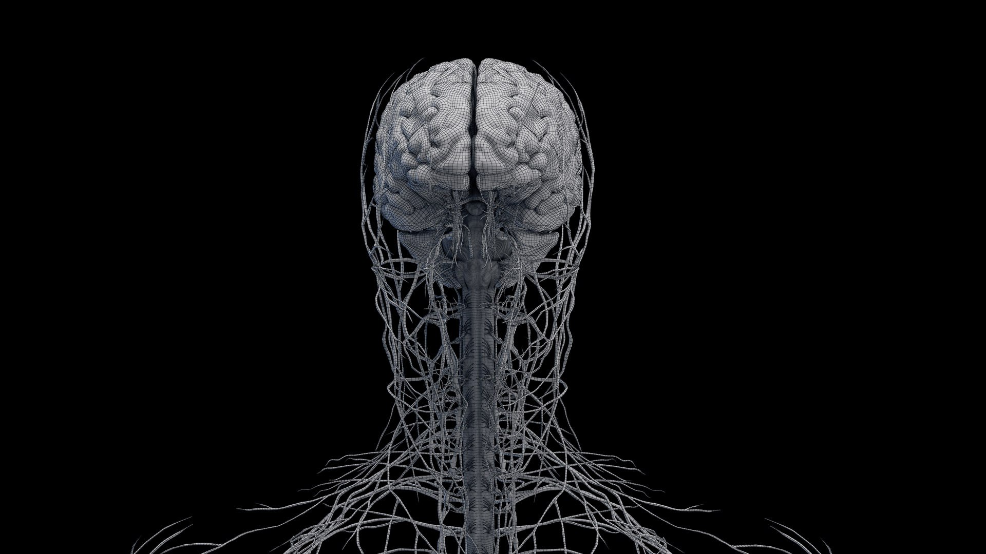 Human Male Body and Nervous System Static model https://p.turbosquid.com/ts-thumb/4A/gPvCBh/9B/male_nervous_wire0001/jpg/1680724277/1920x1080/fit_q87/827ed8784ea4c0b3a0d3d5ce4d4a71e9a70a52b5/male_nervous_wire0001.jpg