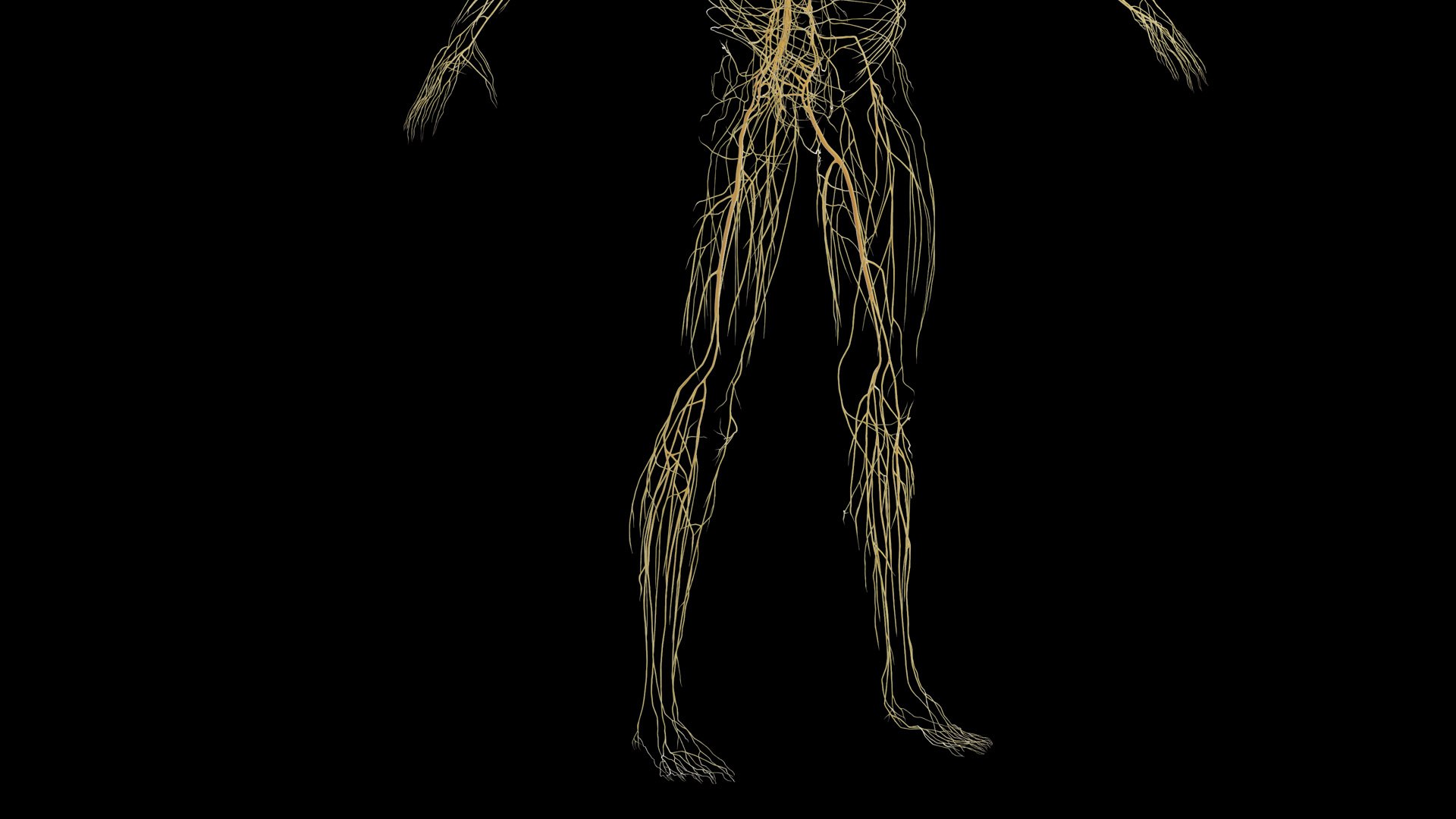 Human Male Body and Nervous System Static model https://p.turbosquid.com/ts-thumb/4A/gPvCBh/E7/male_nervous0008/jpg/1680701807/1920x1080/fit_q87/a4af933a7f2a2810c4ea9f73df0bf95050b49508/male_nervous0008.jpg