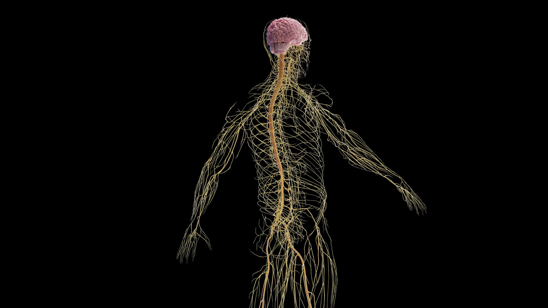 Human Male Body and Nervous System Static model https://p.turbosquid.com/ts-thumb/4A/gPvCBh/GO/male_nervous0006/jpg/1680701814/1920x1080/fit_q87/87cc8028c2797e6c77719c35ae34f55390084d1c/male_nervous0006.jpg