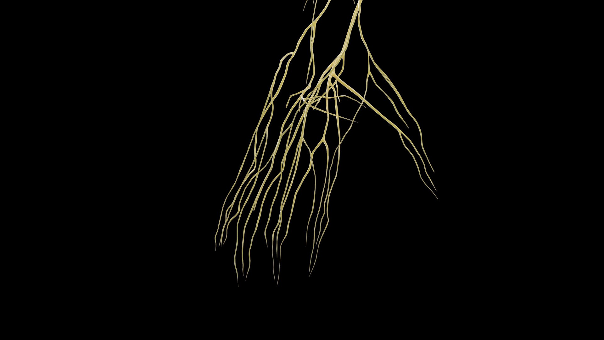 Human Male Body and Nervous System Static model https://p.turbosquid.com/ts-thumb/4A/gPvCBh/Gd/male_nervous0009/jpg/1680701808/1920x1080/fit_q87/502fe854d86a6717013c0304260fa03ad5e6e226/male_nervous0009.jpg