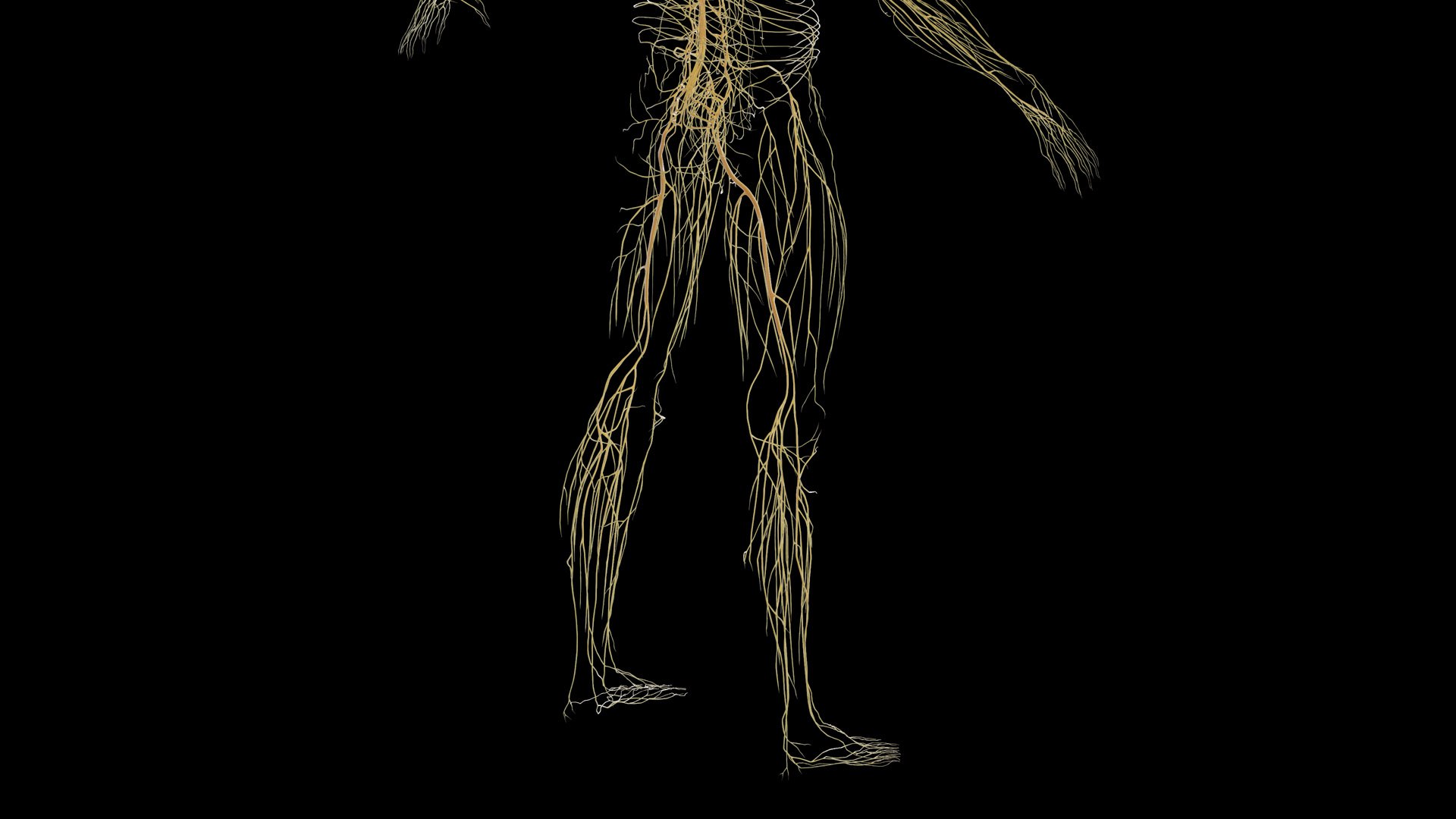 Human Male Body and Nervous System Static model https://p.turbosquid.com/ts-thumb/4A/gPvCBh/Qm/male_nervous0007/jpg/1680701807/1920x1080/fit_q87/ffeeea0279db78a908a7aba34592b21da5a2e855/male_nervous0007.jpg