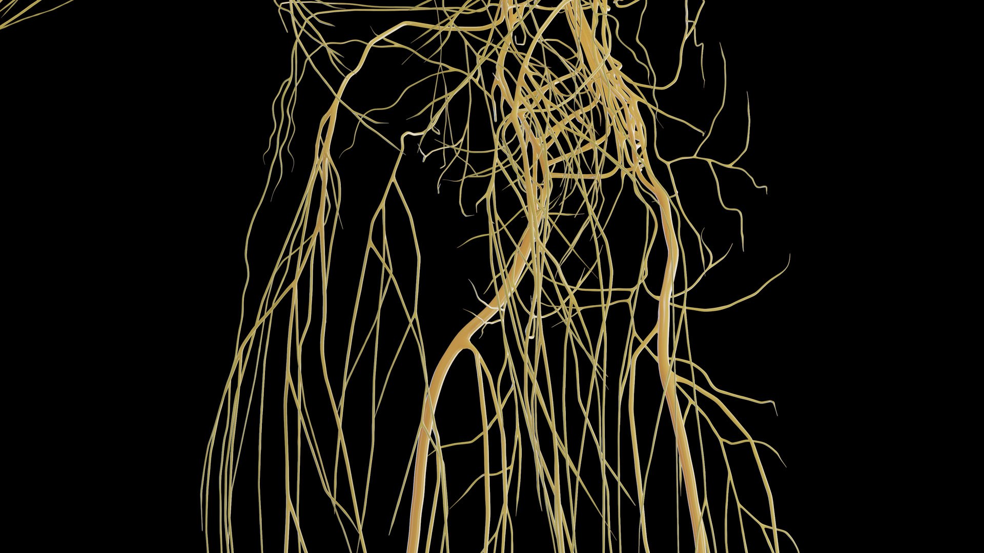 Human Male Body and Nervous System Static model https://p.turbosquid.com/ts-thumb/4A/gPvCBh/SL/male_nervous0011/jpg/1680701809/1920x1080/fit_q87/fa99cff58f1abf11fa88b1fc41b2412d28c7bce4/male_nervous0011.jpg