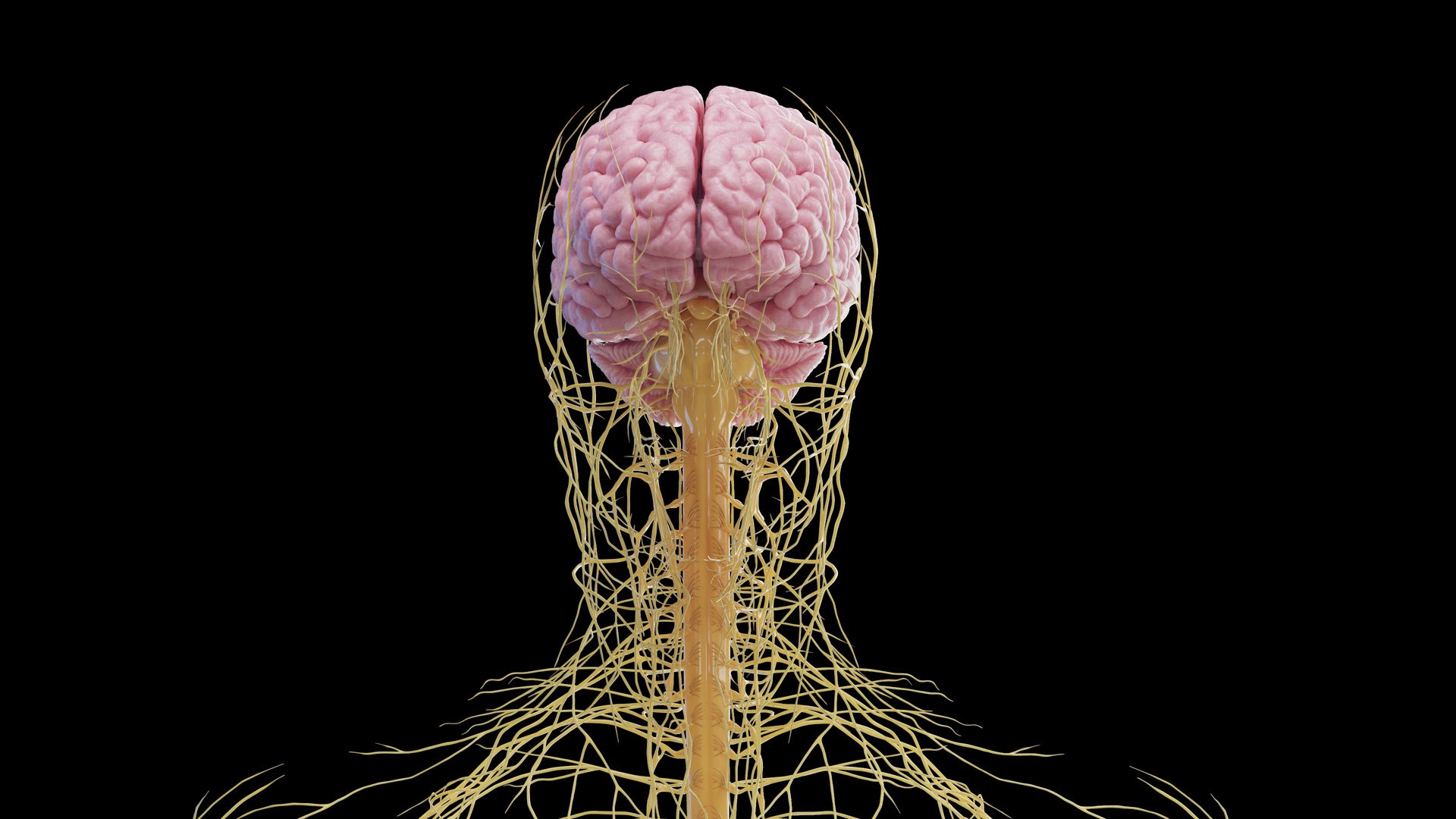 Human Male Body and Nervous System Static model https://p.turbosquid.com/ts-thumb/4A/gPvCBh/Se/male_nervous0001/jpg/1680701812/1920x1080/fit_q87/740eaedc3b4907df77599ac7d6bbd9cff410c358/male_nervous0001.jpg