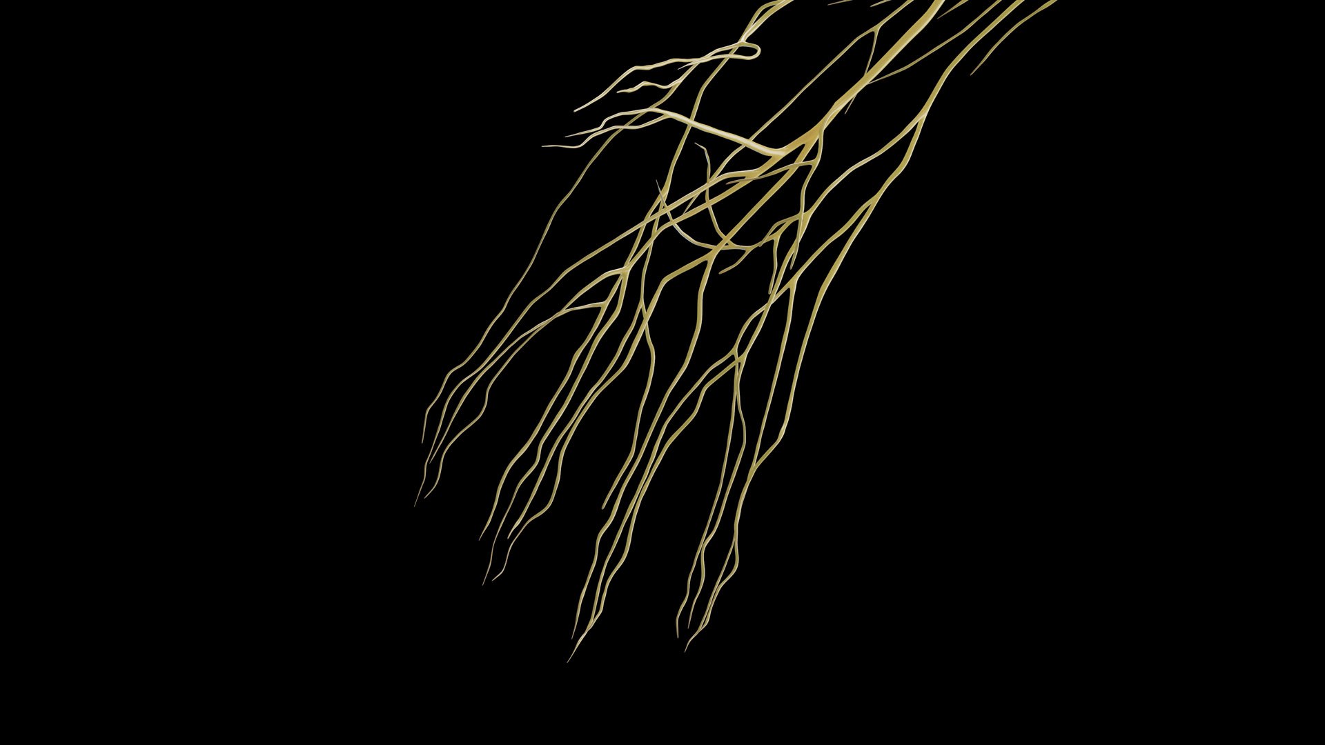 Human Male Body and Nervous System Static model https://p.turbosquid.com/ts-thumb/4A/gPvCBh/cZ/male_nervous0010/jpg/1680701808/1920x1080/fit_q87/71422eb910d5eccacfa7140ce71e9797a6f1faf4/male_nervous0010.jpg