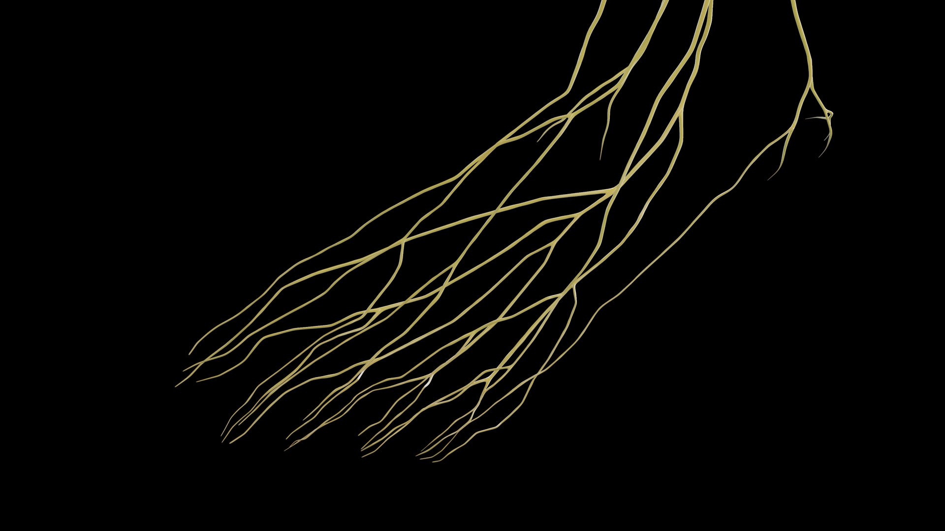 Human Male Body and Nervous System Static model https://p.turbosquid.com/ts-thumb/4A/gPvCBh/cq/male_nervous0013/jpg/1680701810/1920x1080/fit_q87/46340bd40eb594de271b42316d052e608b3b380b/male_nervous0013.jpg