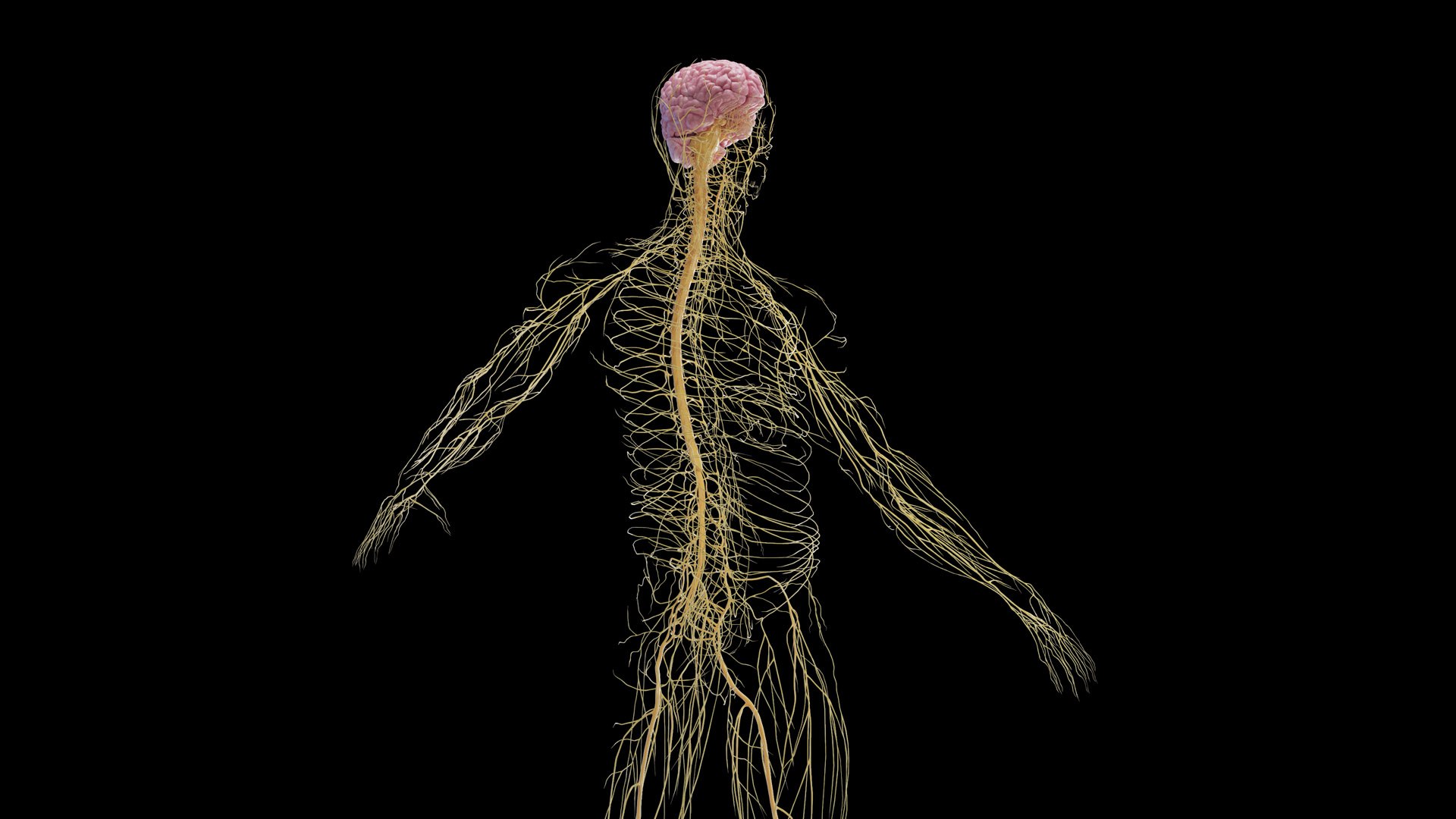 Human Male Body and Nervous System Static model https://p.turbosquid.com/ts-thumb/4A/gPvCBh/fi/male_nervous0005/jpg/1680701813/1920x1080/fit_q87/161c839b133161ad3f529cdc9ac7383f98c6e4b6/male_nervous0005.jpg