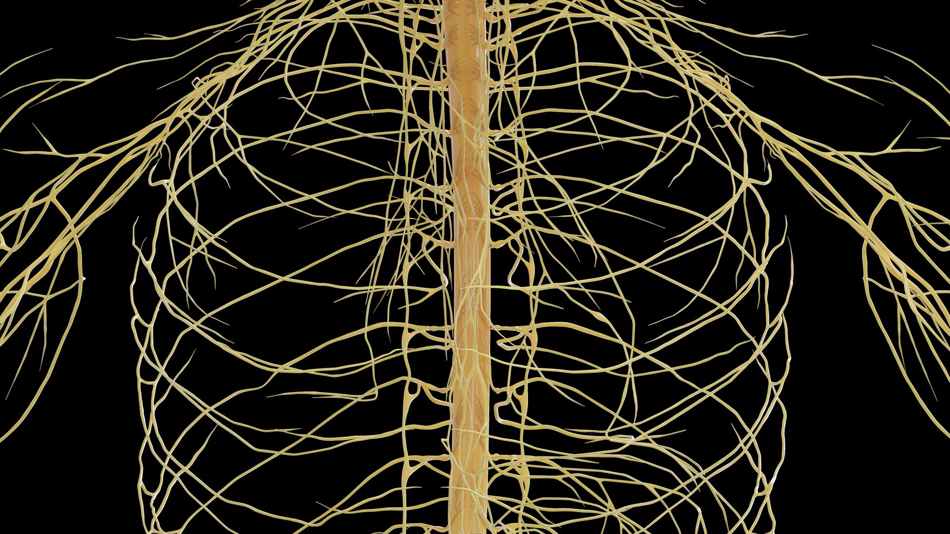 Human Male Body and Nervous System Static model https://p.turbosquid.com/ts-thumb/4A/gPvCBh/gC/male_nervous0003/jpg/1680701812/1920x1080/fit_q87/0177314aff112a14ecf86670920b1c75cc10eb32/male_nervous0003.jpg