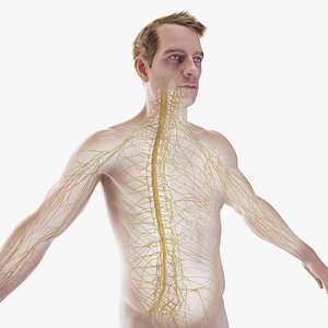 Human Male Body and Nervous System Static