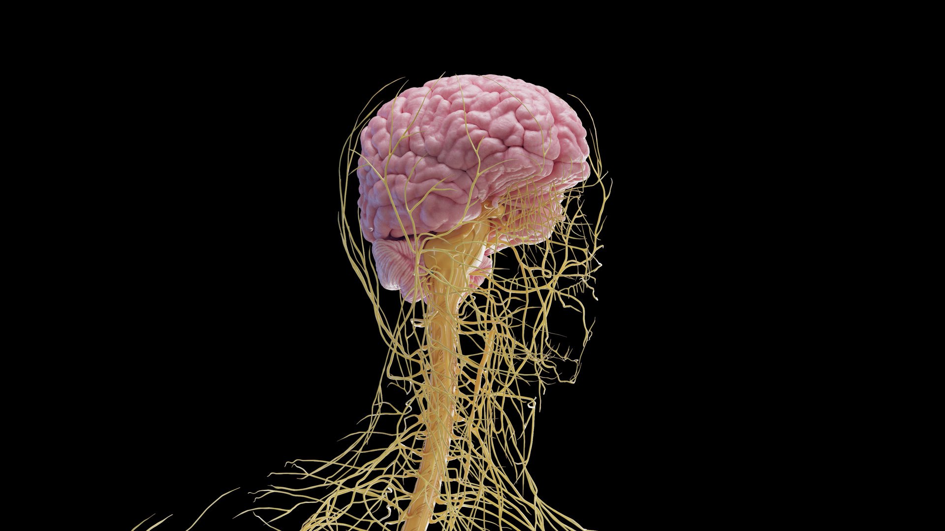 Human Male Body and Nervous System Static model https://p.turbosquid.com/ts-thumb/4A/gPvCBh/xv/male_nervous0000/jpg/1680701811/1920x1080/fit_q87/616931ca871dc3fa0749b66775988c62e7c76282/male_nervous0000.jpg